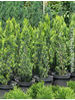 Chamaecyparis lawsoniana Ellwood's Empire