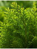 Chamaecyparis lawsoniana Ellwood's Empire