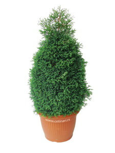 Thuja occidentalis Ericoides