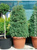 Thuja occidentalis Ericoides