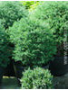 Thuja occidentalis Ericoides