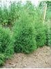 Thuja occidentalis Ericoides