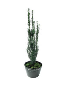 Taxus baccata Fastigiata
