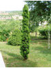 Taxus baccata Fastigiata