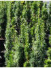 Taxus baccata Fastigiata
