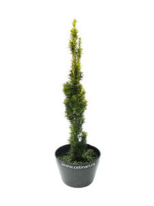 Taxus baccata Fastigiata aurea