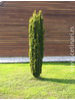Taxus baccata Fastigiata aurea