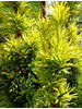Taxus baccata Fastigiata aurea