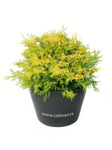 Chamaecyparis pisifera Filifera Aurea