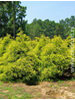Chamaecyparis pisifera Filifera Aurea