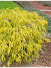 Chamaecyparis pisifera Filifera Aurea