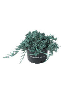 Juniperus horizontalis Glauca