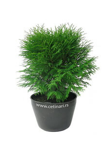 Thuja occidentalis Globosa