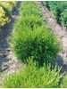 Thuja occidentalis Globosa