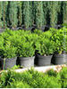 Thuja occidentalis Globosa