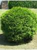 Thuja occidentalis Globosa