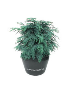 Chamaecyparis lawsoniana Globus