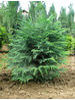Chamaecyparis lawsoniana Globus