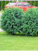 Chamaecyparis lawsoniana Globus