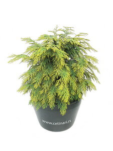 Chamaecyparis lawsoniana Globus Gold