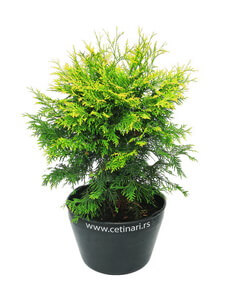Thuja occidentalis Golden Globe
