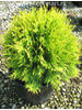 Thuja occidentalis Golden Globe