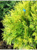 Thuja occidentalis Golden Globe