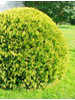 Thuja occidentalis Golden Globe