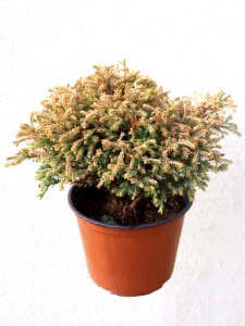 Thuja occidentalis Golden Tuffet