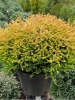Thuja occidentalis Golden Tuffet