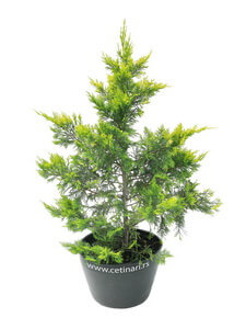 Cupressocyparis leylandii Gold Rider