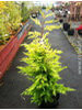 Cupressocyparis leylandii Gold Rider