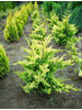 Cupressocyparis leylandii Gold Rider