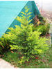 Cupressocyparis leylandii Gold Rider