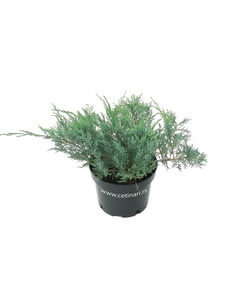 Juniperus chinensis Hetzii
