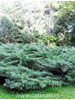 Juniperus chinensis Hetzii