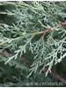 Juniperus chinensis Hetzii