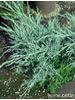 Juniperus chinensis Hetzii