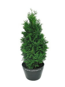 Thuja occidentalis Holmstrup