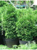 Thuja occidentalis Holmstrup