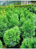 Thuja occidentalis Holmstrup
