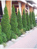 Thuja occidentalis Holmstrup