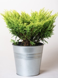 Juniperus horizontalis Lime Glow