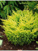 Juniperus horizontalis Lime Glow