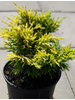 Juniperus horizontalis Lime Glow