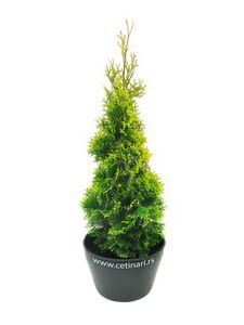 Thuja occidentalis Malonyana Aurea