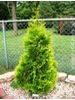 Thuja occidentalis Malonyana Aurea