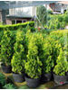 Thuja occidentalis Malonyana Aurea