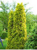 Thuja occidentalis Malonyana Aurea