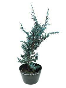 Juniperus squamata Meyeri